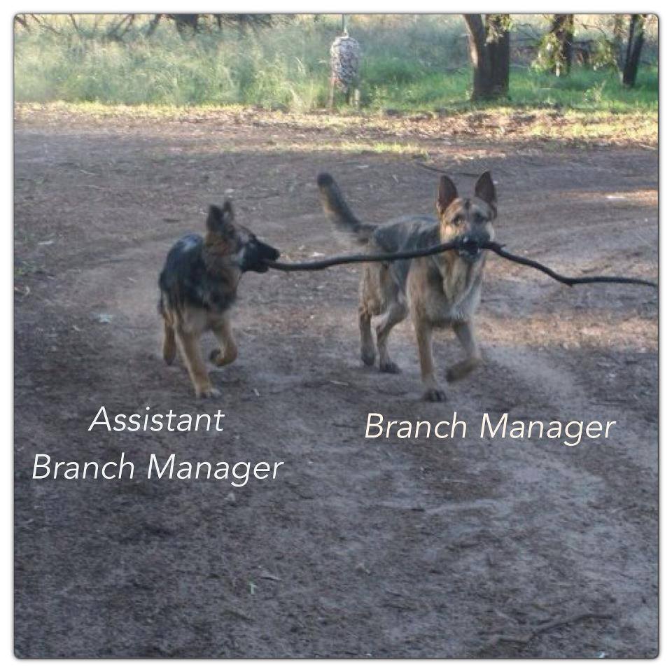 Manager and Branch Manager